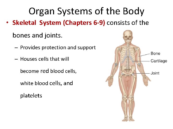 Organ Systems of the Body • Skeletal System (Chapters 6 -9) consists of the