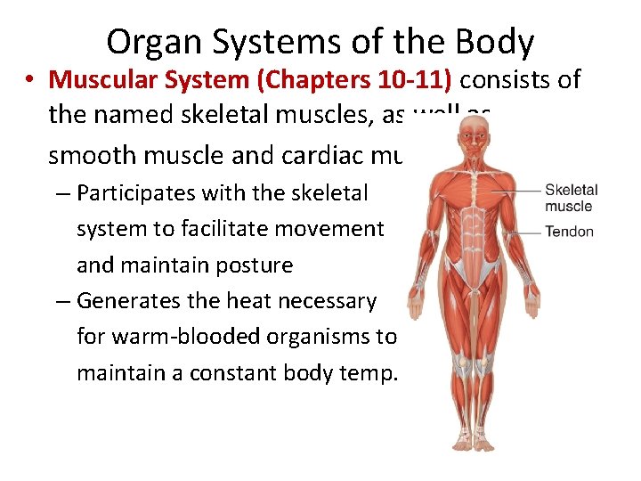 Organ Systems of the Body • Muscular System (Chapters 10 -11) consists of the