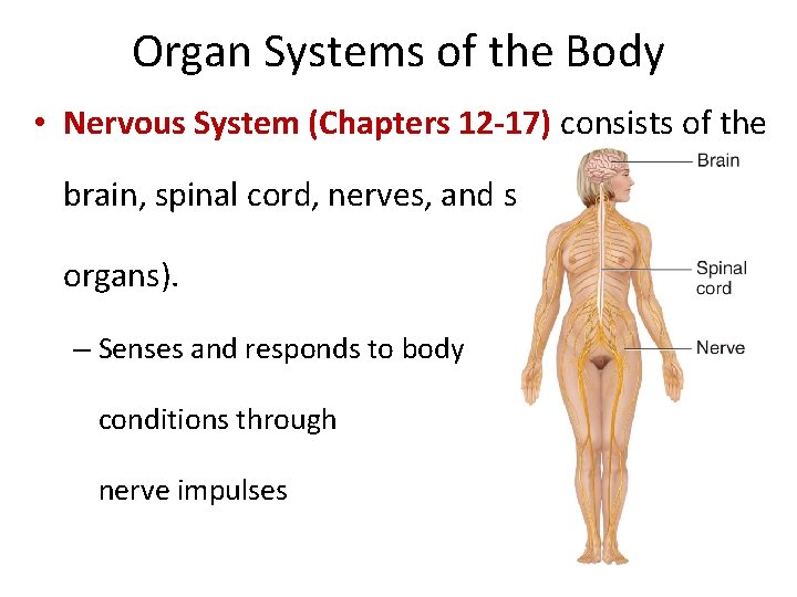 Organ Systems of the Body • Nervous System (Chapters 12 -17) consists of the