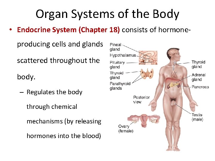 Organ Systems of the Body • Endocrine System (Chapter 18) consists of hormoneproducing cells