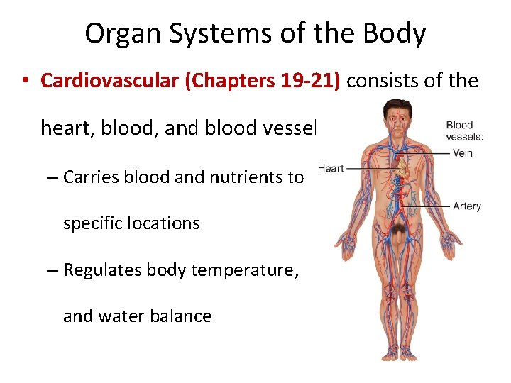 Organ Systems of the Body • Cardiovascular (Chapters 19 -21) consists of the heart,