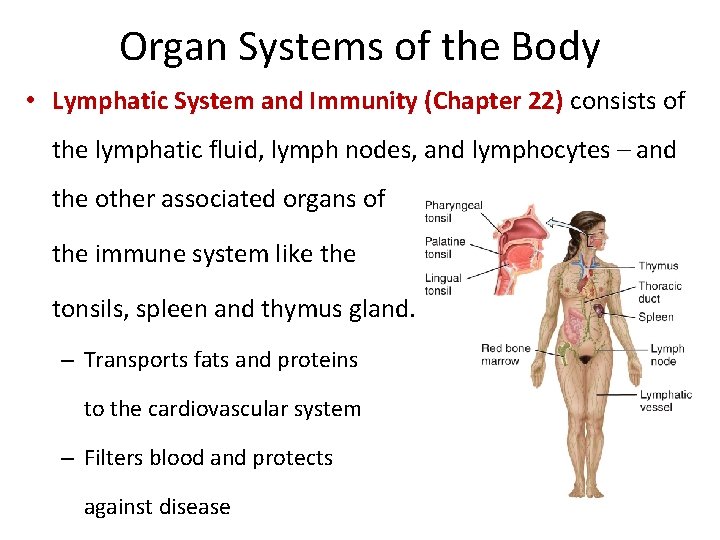 Organ Systems of the Body • Lymphatic System and Immunity (Chapter 22) consists of
