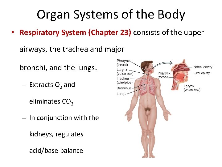 Organ Systems of the Body • Respiratory System (Chapter 23) consists of the upper