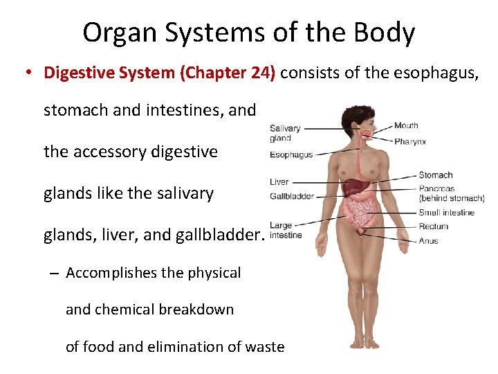 Organ Systems of the Body • Digestive System (Chapter 24) consists of the esophagus,