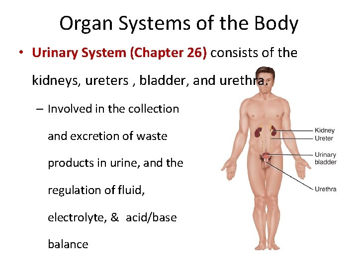 Organ Systems of the Body • Urinary System (Chapter 26) consists of the kidneys,