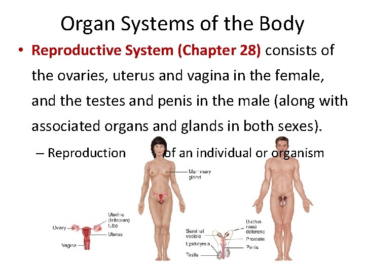 Organ Systems of the Body • Reproductive System (Chapter 28) consists of the ovaries,