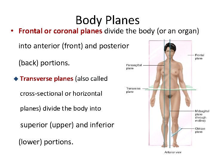 Body Planes • Frontal or coronal planes divide the body (or an organ) into