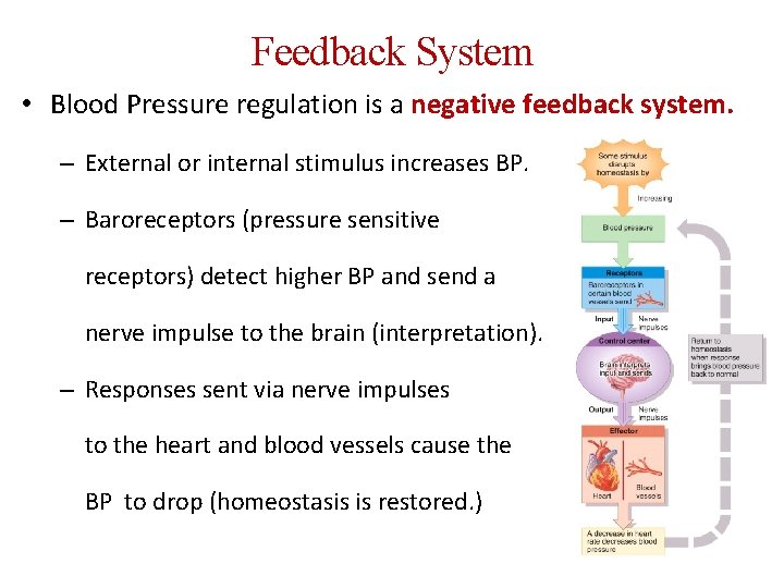 Feedback System • Blood Pressure regulation is a negative feedback system. – External or
