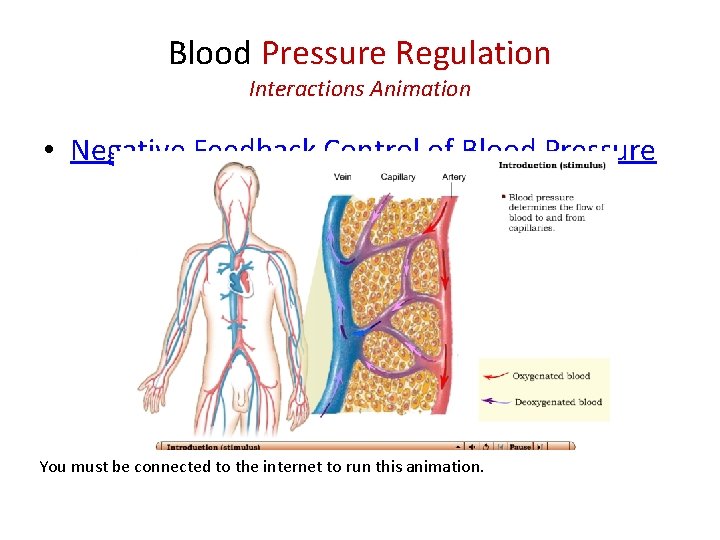 Blood Pressure Regulation Interactions Animation • Negative Feedback Control of Blood Pressure You must