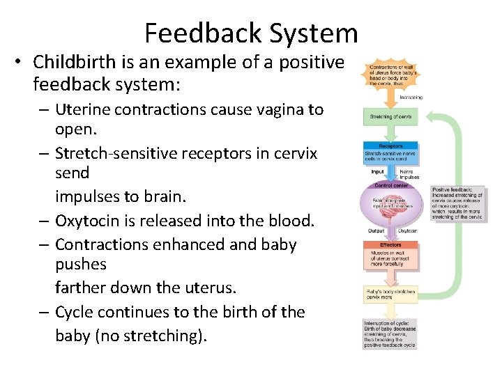 Feedback System • Childbirth is an example of a positive feedback system: – Uterine