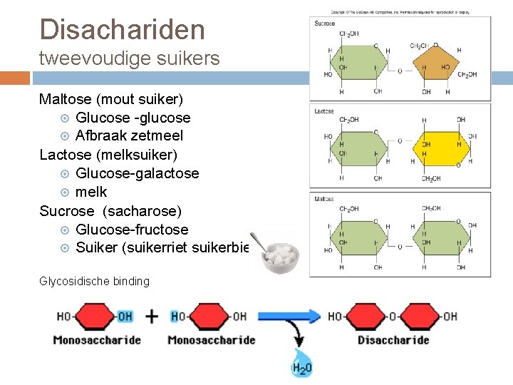 Disachariden tweevoudige suikers Maltose (mout suiker) Glucose -glucose Afbraak zetmeel Lactose (melksuiker) Glucose-galactose melk