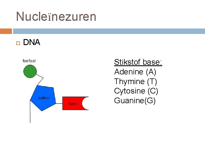 Nucleïnezuren DNA Stikstof base: Adenine (A) Thymine (T) Cytosine (C) Guanine(G) 