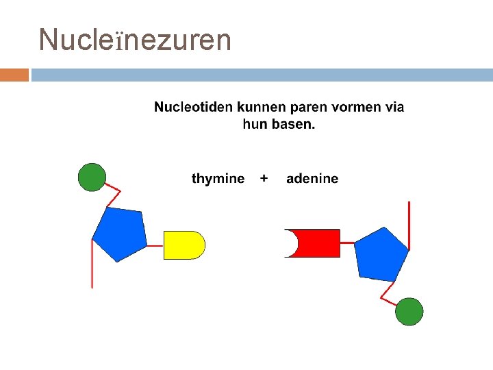 Nucleïnezuren 