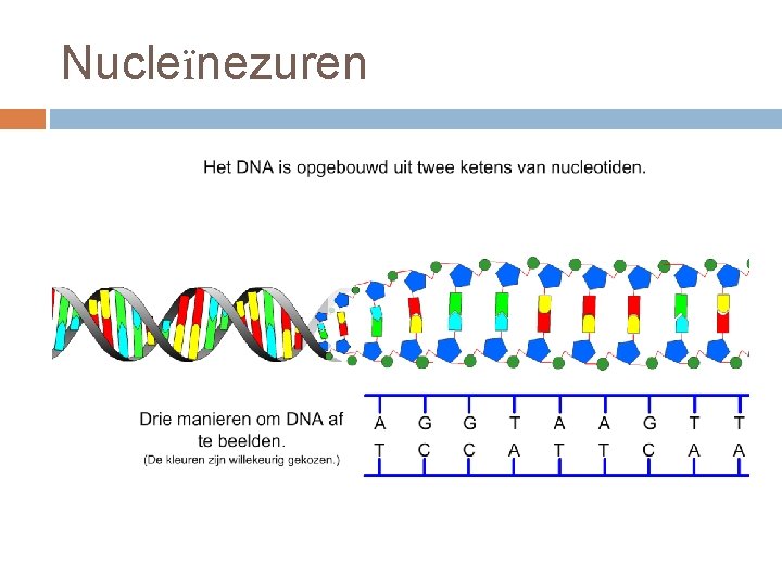 Nucleïnezuren 