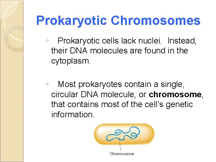 Prokaryotic Chromosomes ◦ Prokaryotic cells lack nuclei. Instead, their DNA molecules are found in