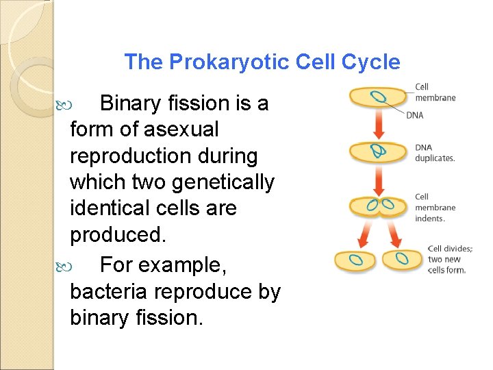 The Prokaryotic Cell Cycle Binary fission is a form of asexual reproduction during which