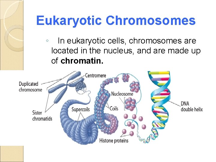 Eukaryotic Chromosomes ◦ In eukaryotic cells, chromosomes are located in the nucleus, and are