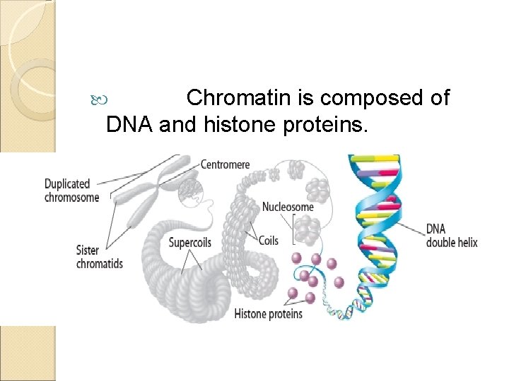 Chromatin is composed of DNA and histone proteins. 