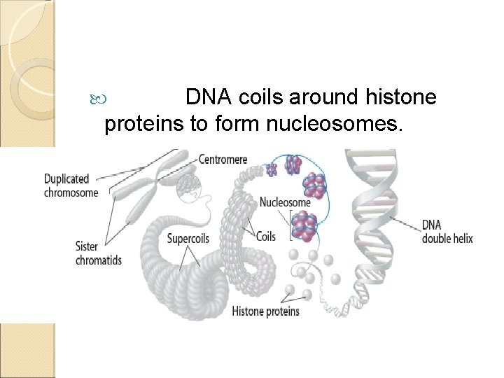 DNA coils around histone proteins to form nucleosomes. 