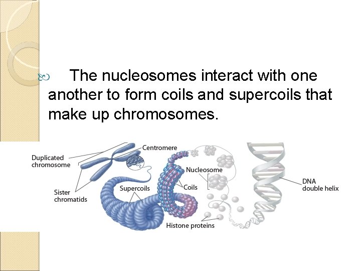 The nucleosomes interact with one another to form coils and supercoils that make up