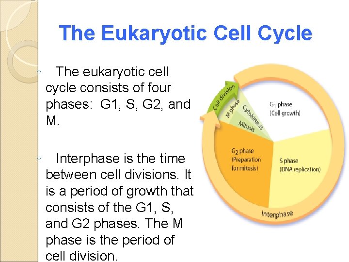 The Eukaryotic Cell Cycle ◦ The eukaryotic cell cycle consists of four phases: G