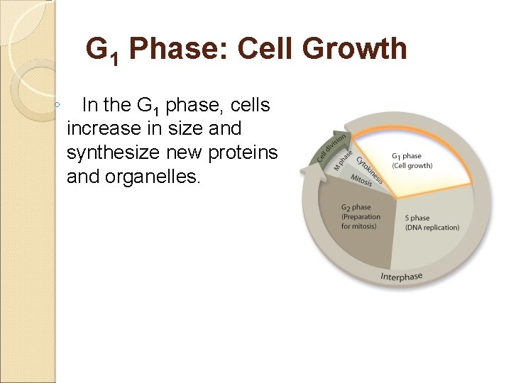 G 1 Phase: Cell Growth ◦ In the G 1 phase, cells increase in