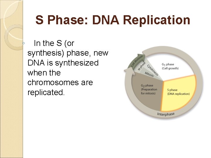 S Phase: DNA Replication ◦ In the S (or synthesis) phase, new DNA is