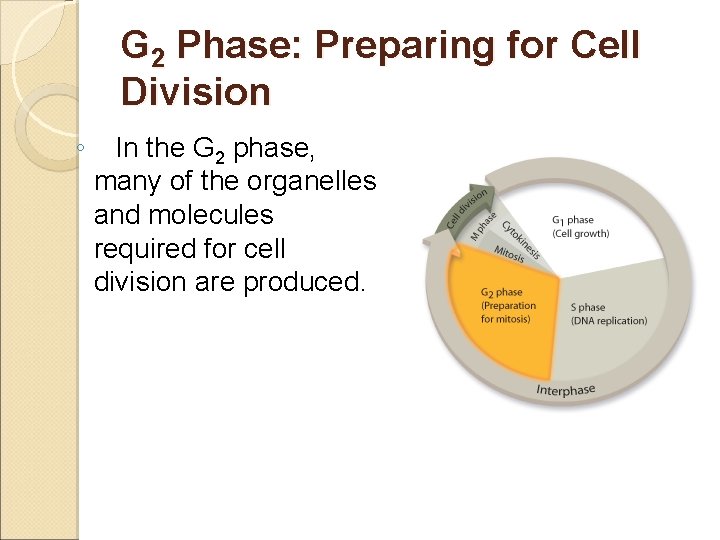 G 2 Phase: Preparing for Cell Division ◦ In the G 2 phase, many