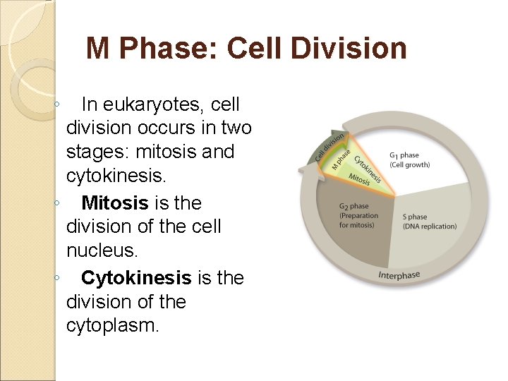 M Phase: Cell Division ◦ In eukaryotes, cell division occurs in two stages: mitosis