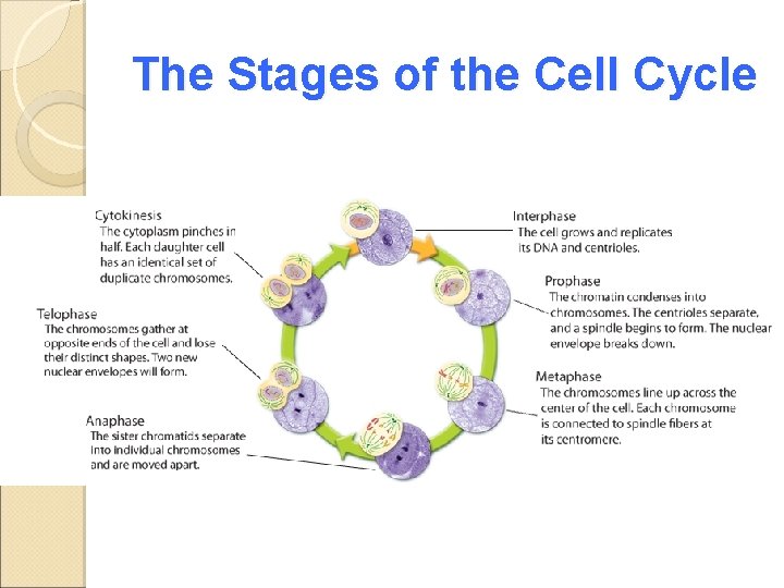 The Stages of the Cell Cycle 