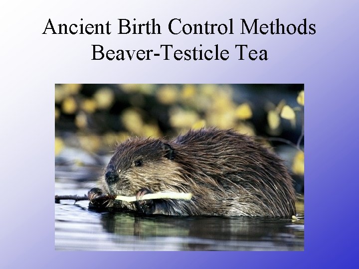 Ancient Birth Control Methods Beaver-Testicle Tea 