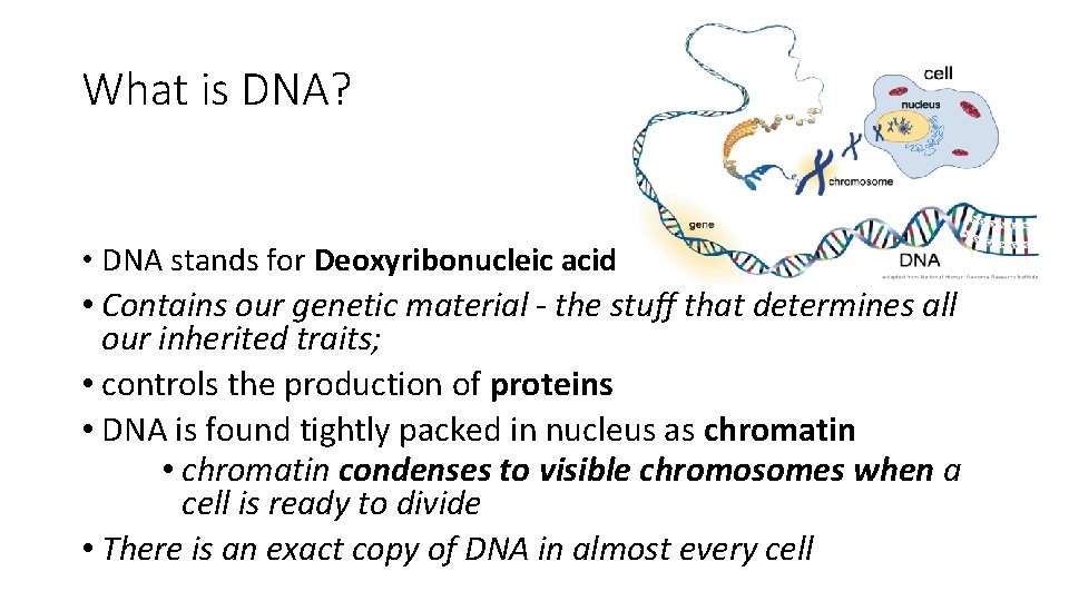 What is DNA? • DNA stands for Deoxyribonucleic acid • Contains our genetic material