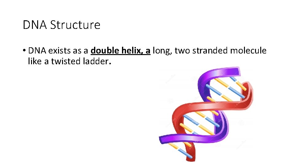 DNA Structure • DNA exists as a double helix, a long, two stranded molecule