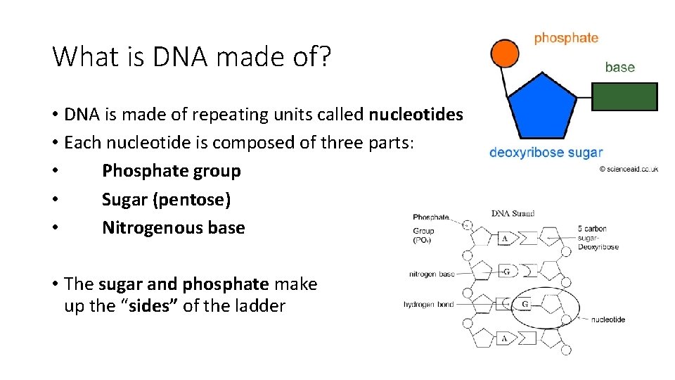 What is DNA made of? • DNA is made of repeating units called nucleotides