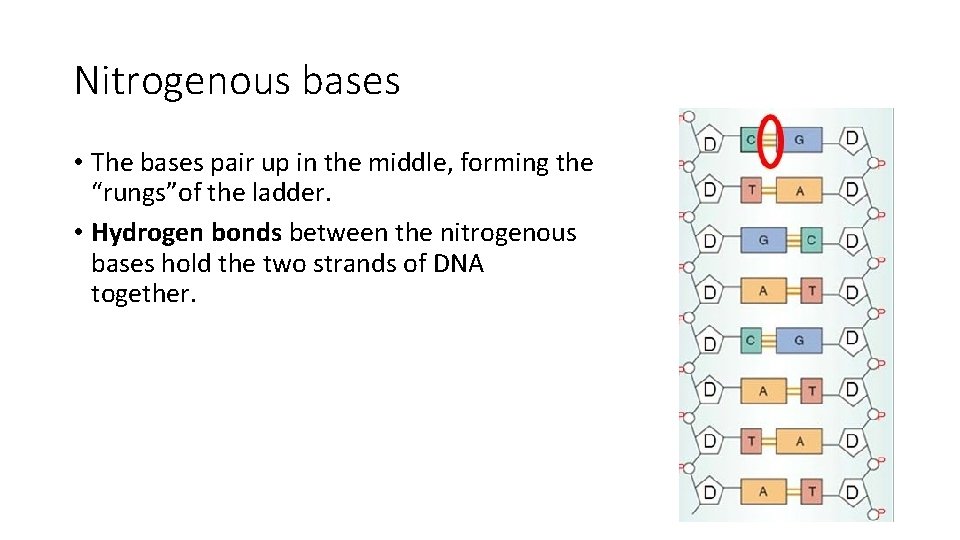 Nitrogenous bases • The bases pair up in the middle, forming the “rungs”of the