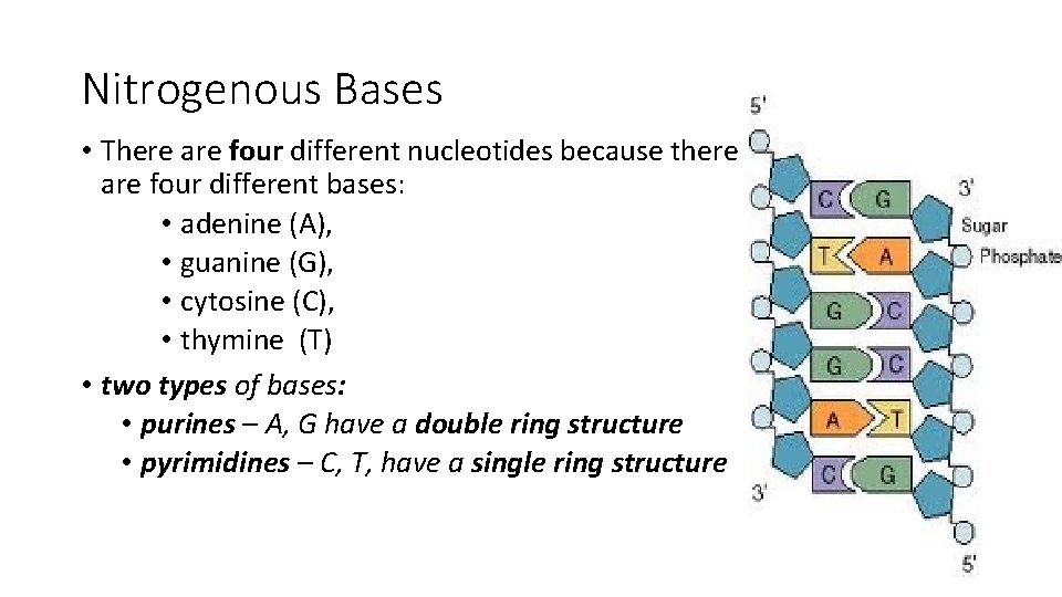Nitrogenous Bases • There are four different nucleotides because there are four different bases: