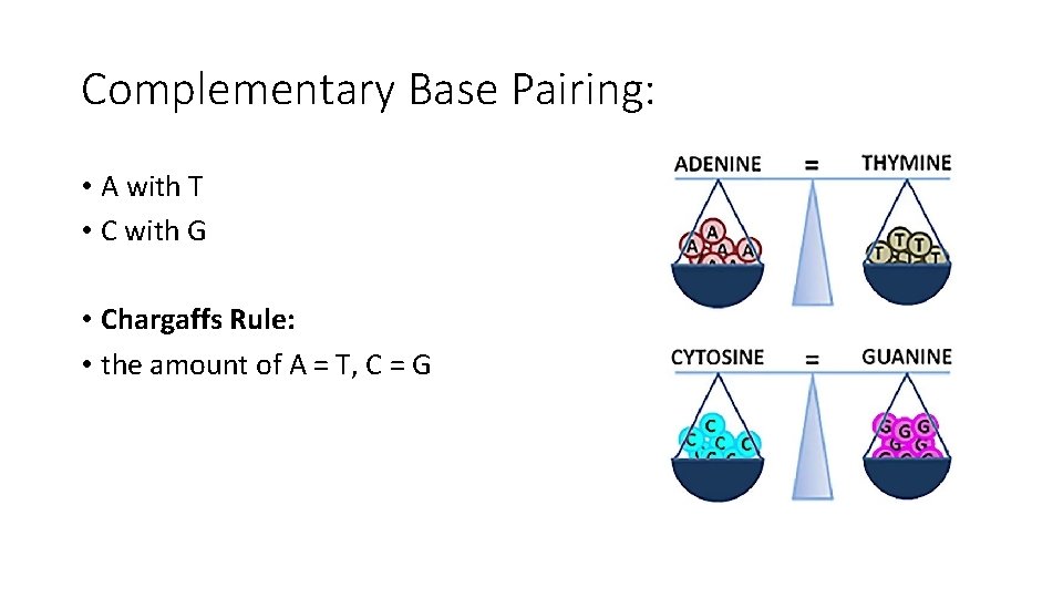 Complementary Base Pairing: • A with T • C with G • Chargaffs Rule: