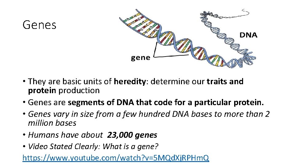 Genes • They are basic units of heredity: determine our traits and protein production