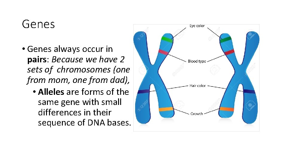 Genes • Genes always occur in pairs: Because we have 2 sets of chromosomes