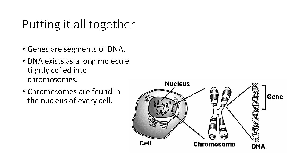 Putting it all together • Genes are segments of DNA. • DNA exists as