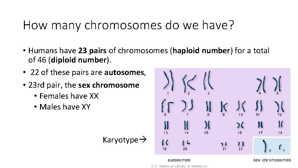 How many chromosomes do we have? • Humans have 23 pairs of chromosomes (haploid
