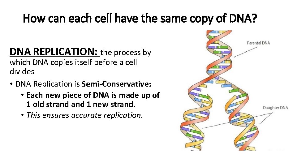 How can each cell have the same copy of DNA? DNA REPLICATION: the process