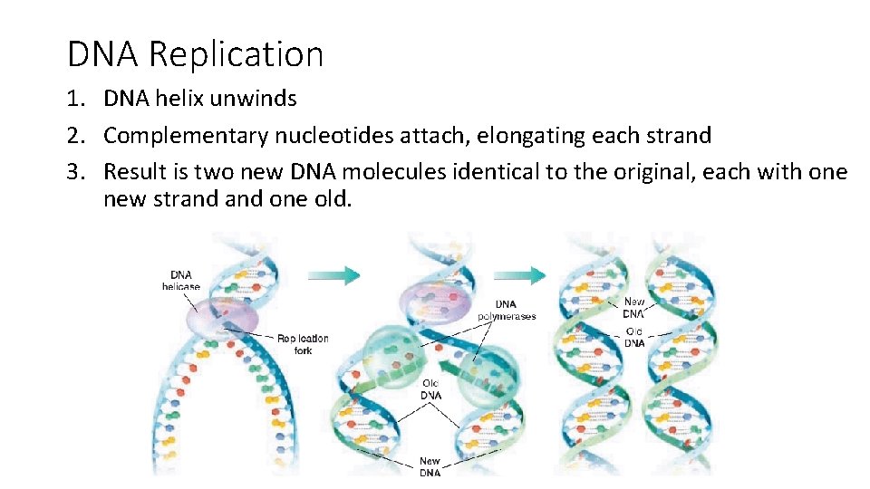 DNA Replication 1. DNA helix unwinds 2. Complementary nucleotides attach, elongating each strand 3.