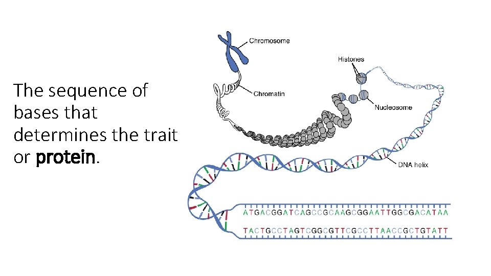 The sequence of bases that determines the trait or protein. 