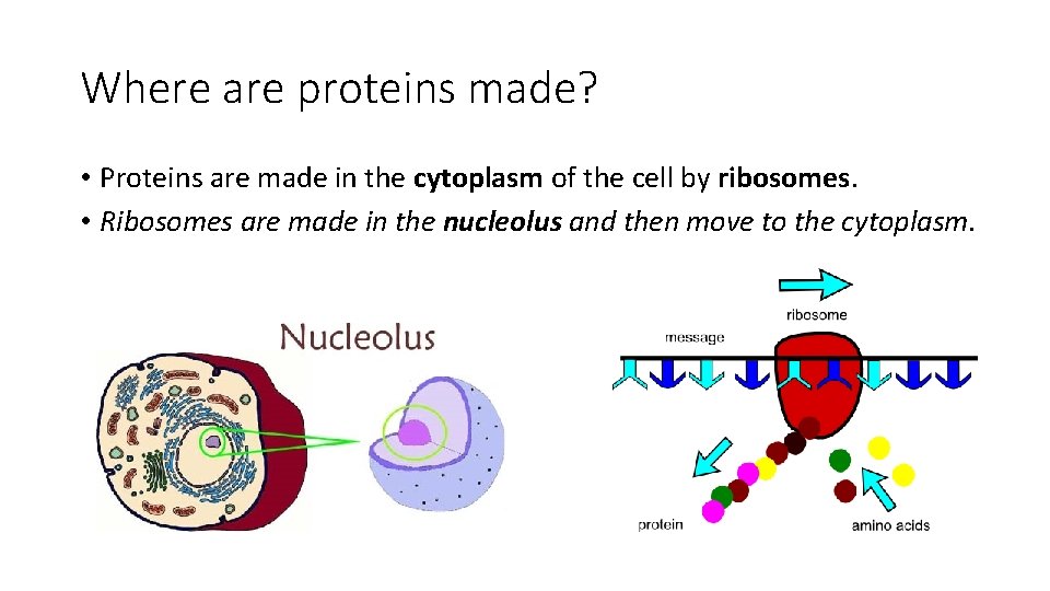 Where are proteins made? • Proteins are made in the cytoplasm of the cell