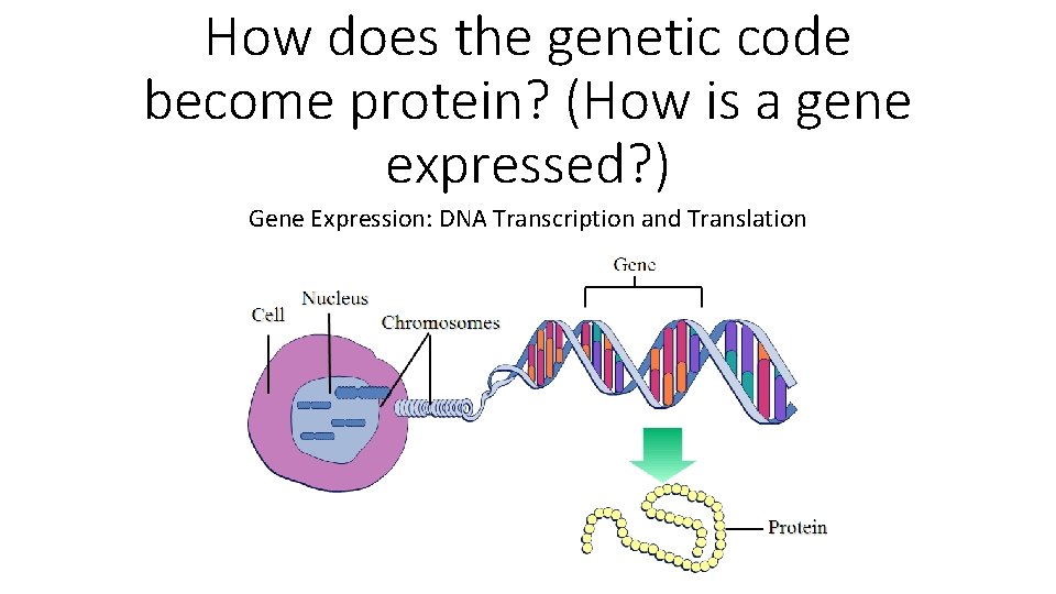 How does the genetic code become protein? (How is a gene expressed? ) Gene
