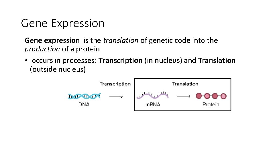 Gene Expression Gene expression is the translation of genetic code into the production of