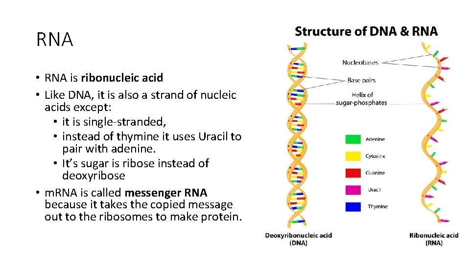 RNA • RNA is ribonucleic acid • Like DNA, it is also a strand