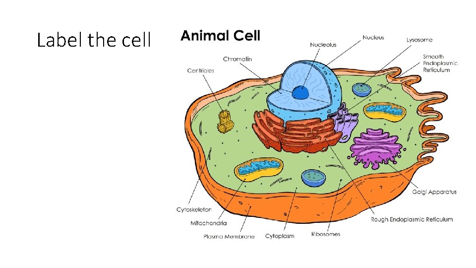 Label the cell 