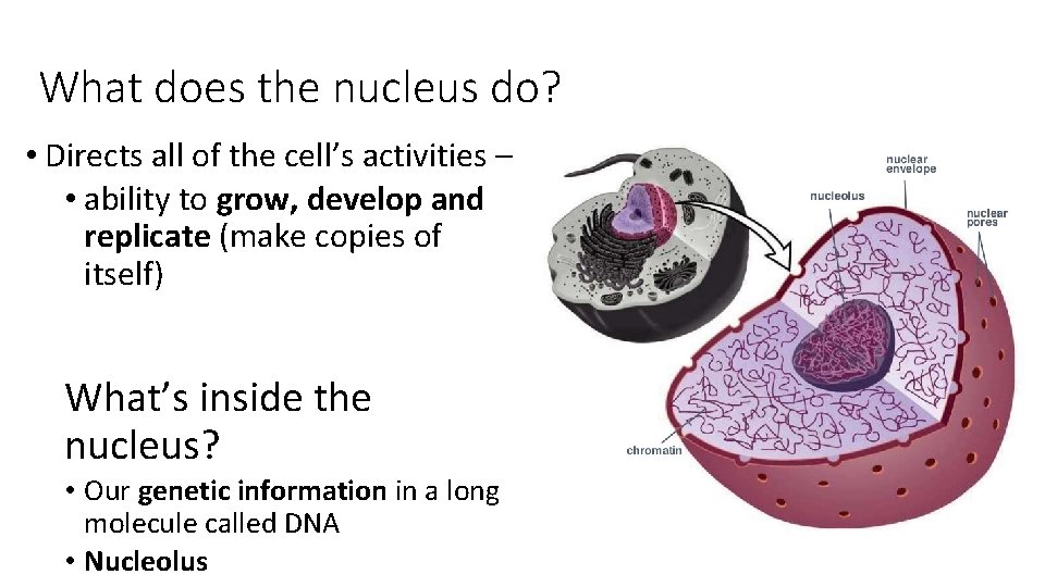 What does the nucleus do? • Directs all of the cell’s activities – •